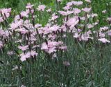 genus Dianthus. Цветущее растение. Москва, БС МГУ, в культуре из Турции(?). 04.06.2010.