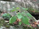 Solanum nigrum. Цветущее растение. Краснодарский край, Абинский р-н, окр. пос. Новый, скалы Новые. 26.09.2018.