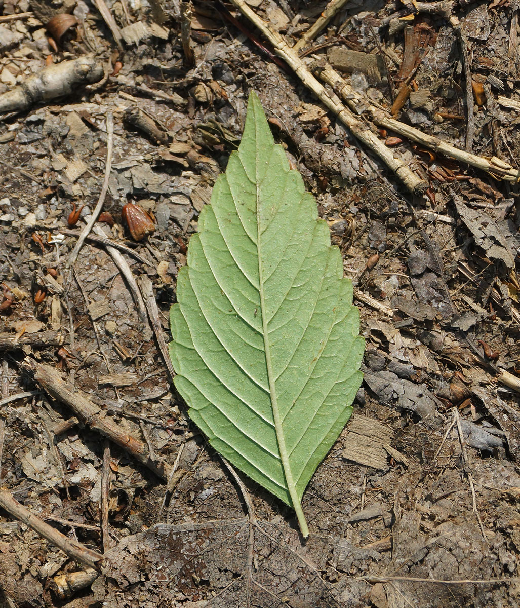 Image of Galeopsis bifida specimen.