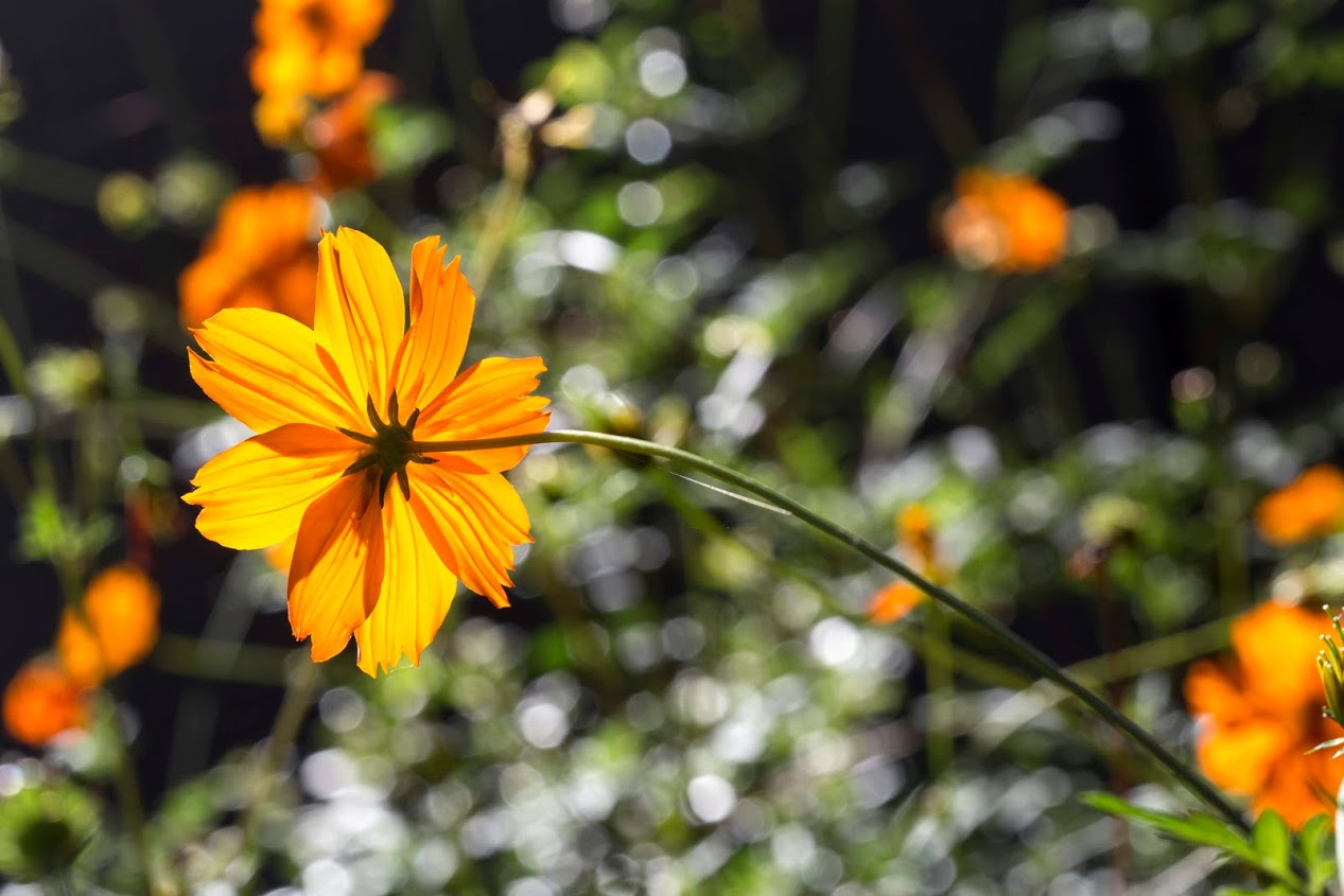 Изображение особи Cosmos sulphureus.