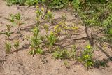 Erysimum cheiranthoides. Миниатюрные цветущие и плодоносящие растения. Санкт-Петербург, Кронштадтский р-н; о-в Котлин, батарея \"Демидов\", обочина гравийно-песчаной дороги. 15.09.2018.