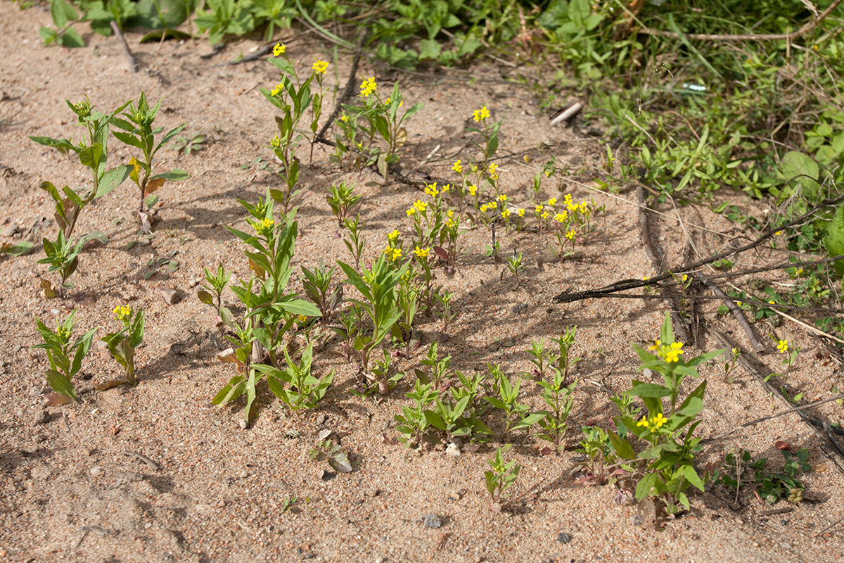 Image of Erysimum cheiranthoides specimen.