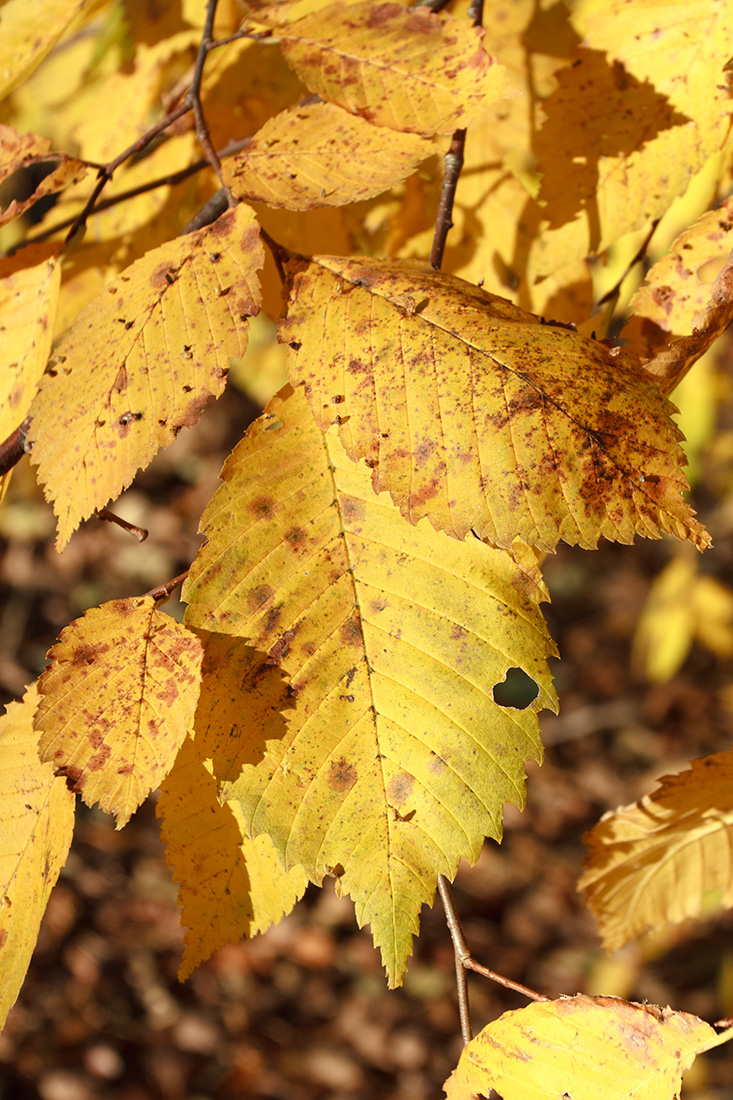 Изображение особи Ulmus laevis.