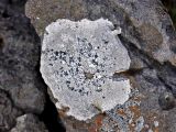 division Ascomycota. Таллом на камне. Исландия, окр. г. Кефлавик, обрывистый участок побережья. 31.07.2016.