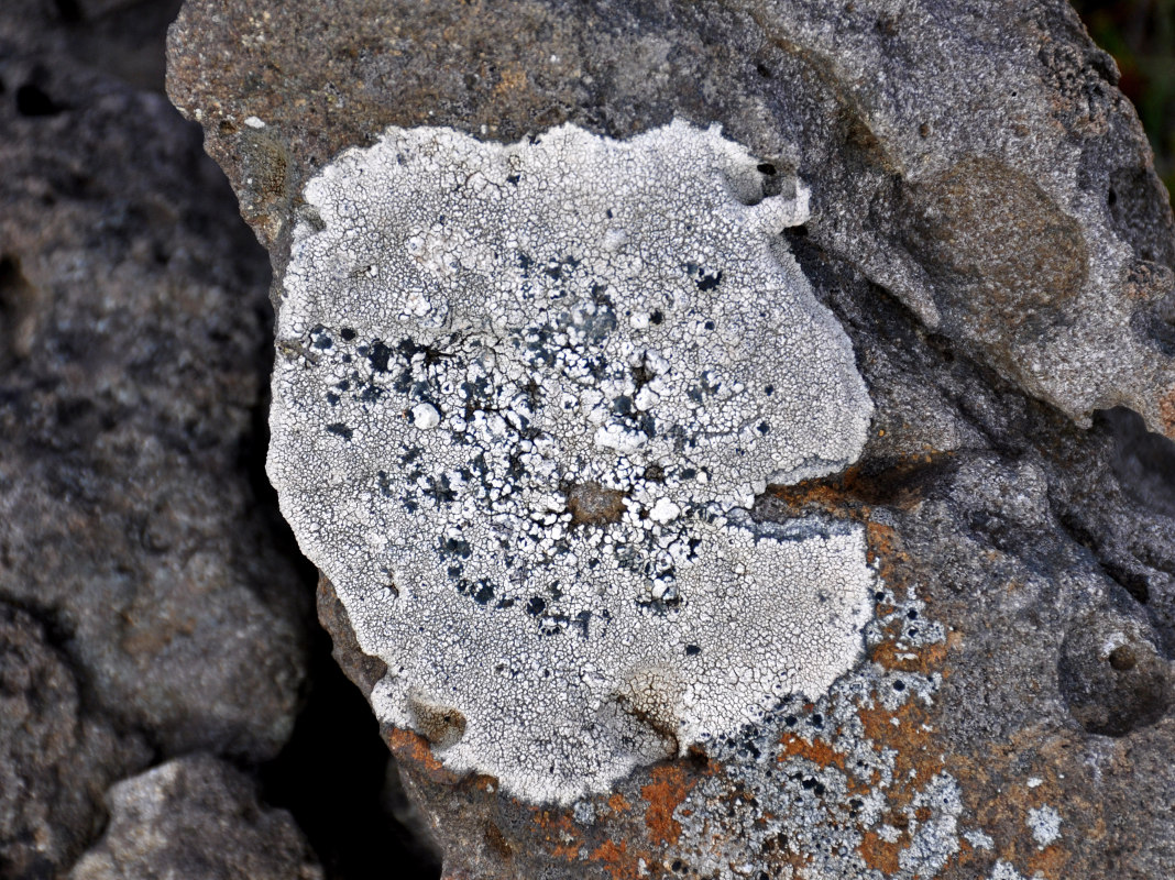 Image of division Ascomycota specimen.