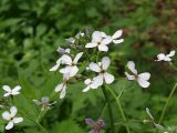 Hesperis matronalis. Верхушка цветущего растения. Северная Осетия, север Осетинской равнины, лес на правом берегу р. Урсдон близ устья. 09.05.2010.