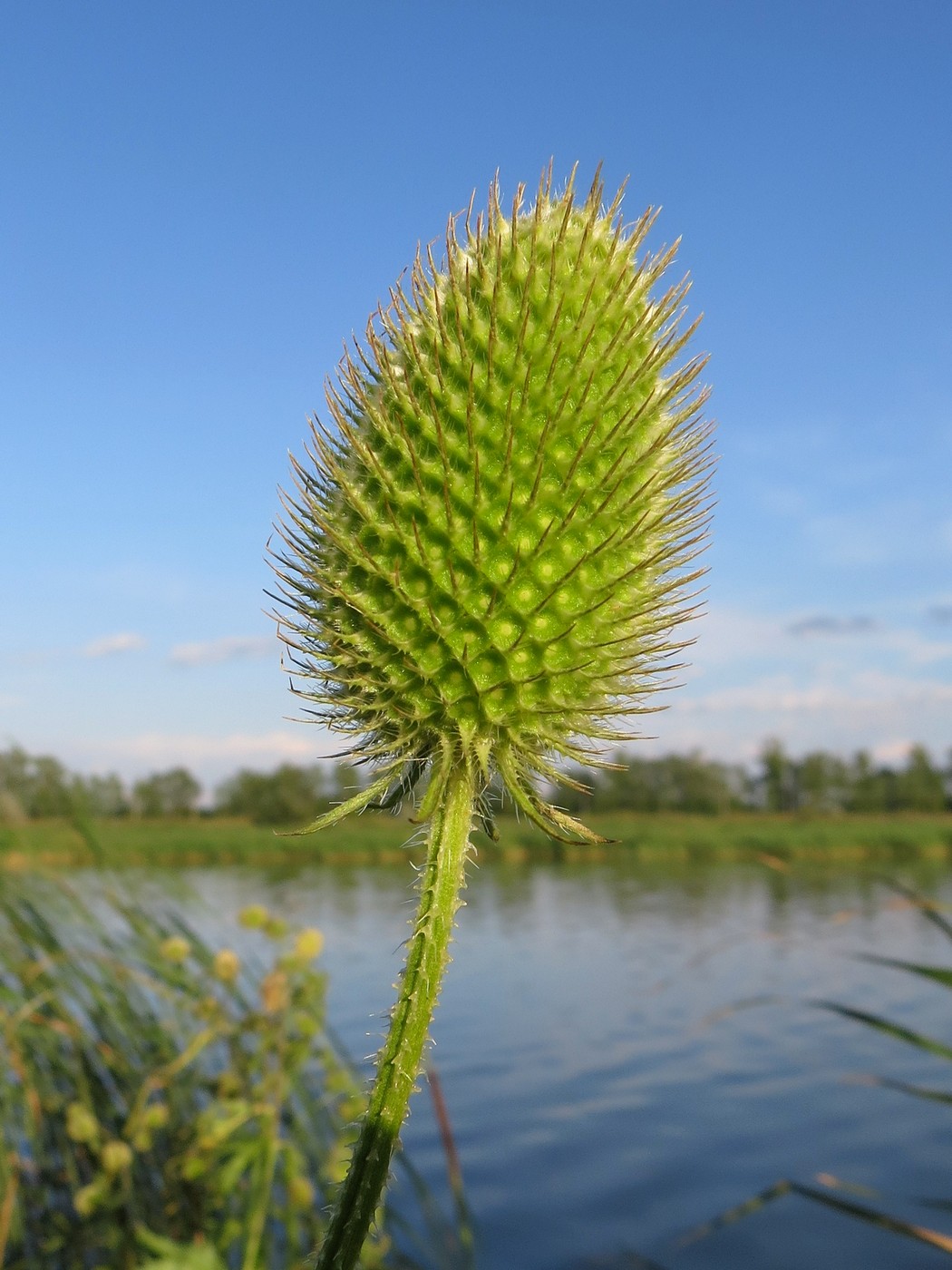 Image of Dipsacus gmelinii specimen.