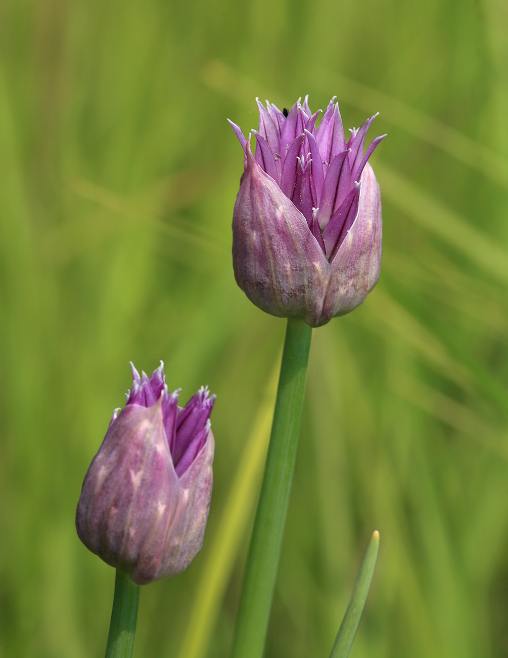 Image of Allium schoenoprasum specimen.