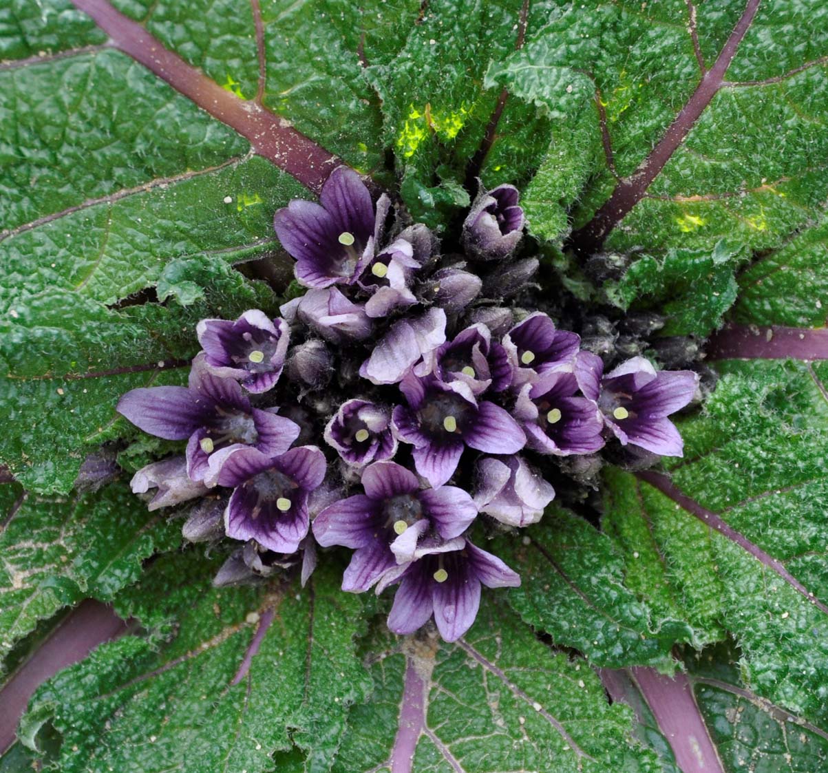 Изображение особи Mandragora autumnalis.