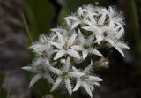 Menyanthes trifoliata. Цветки и бутоны. Костромская обл., Судиславский р-н, окр. дер. Антипино, долина р. Дунайка (левый приток р. Меза), заболоченная пойма. 27.05.2018.