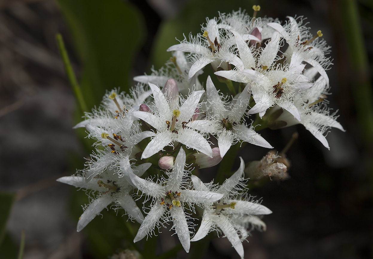 Image of Menyanthes trifoliata specimen.