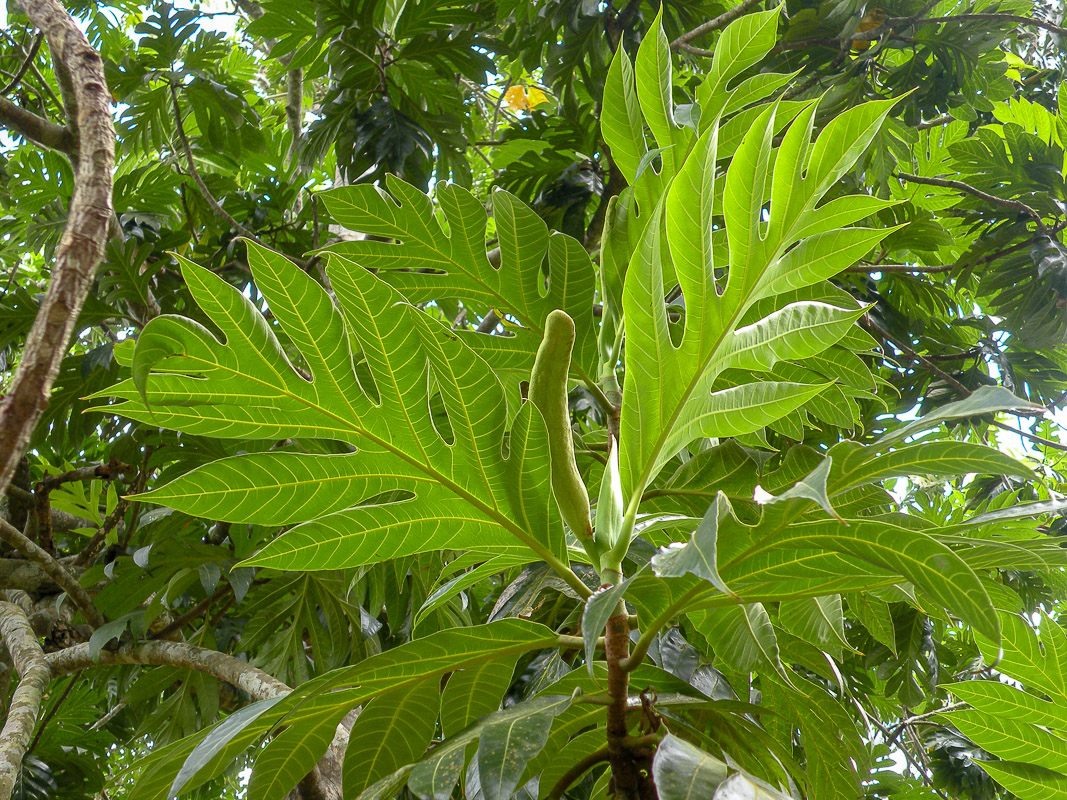 Изображение особи Artocarpus altilis.