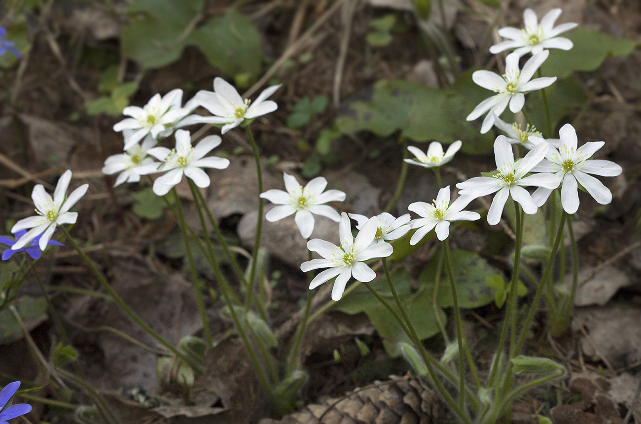 Image of Hepatica nobilis specimen.