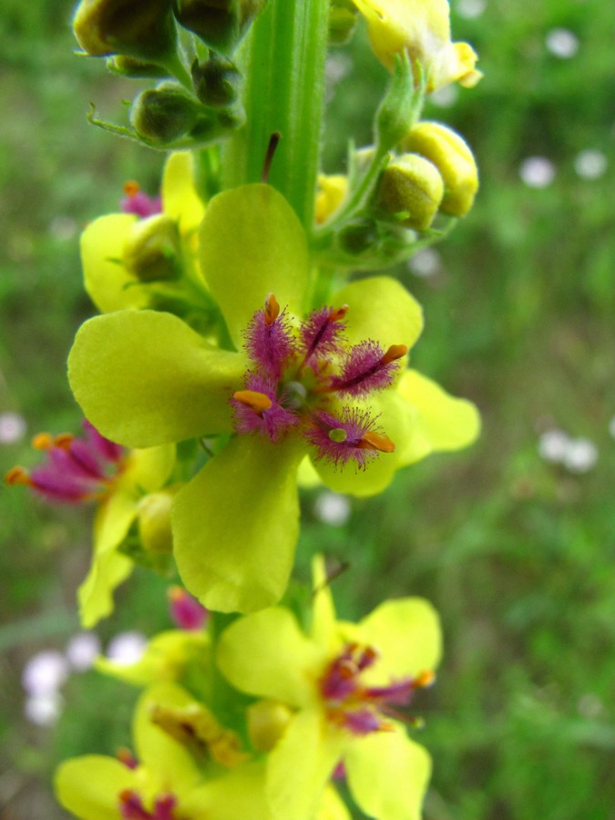 Изображение особи Verbascum nigrum.