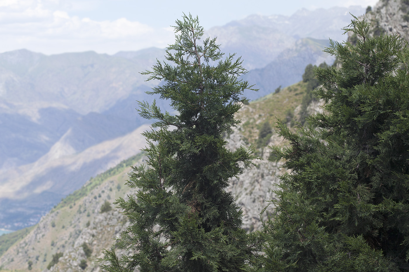 Image of Juniperus seravschanica specimen.