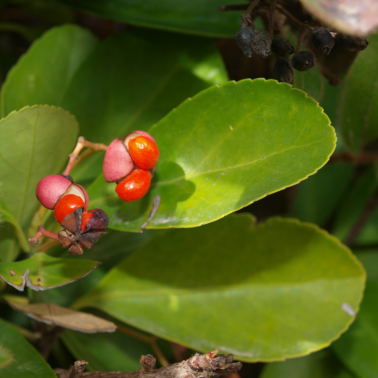 Изображение особи Euonymus japonicus.