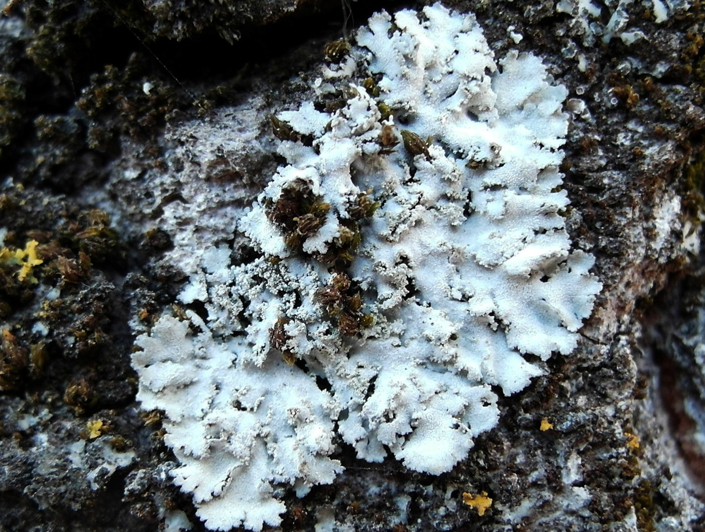 Image of Physcia dimidiata specimen.