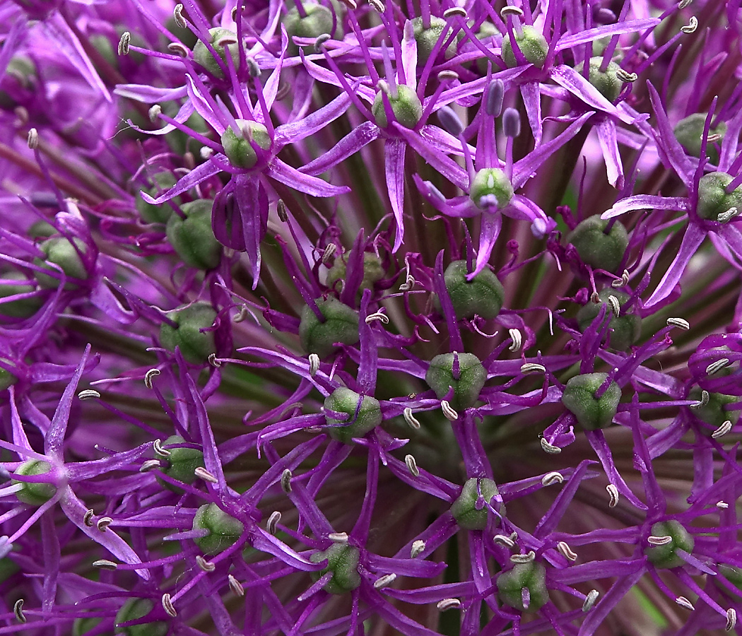 Image of genus Allium specimen.