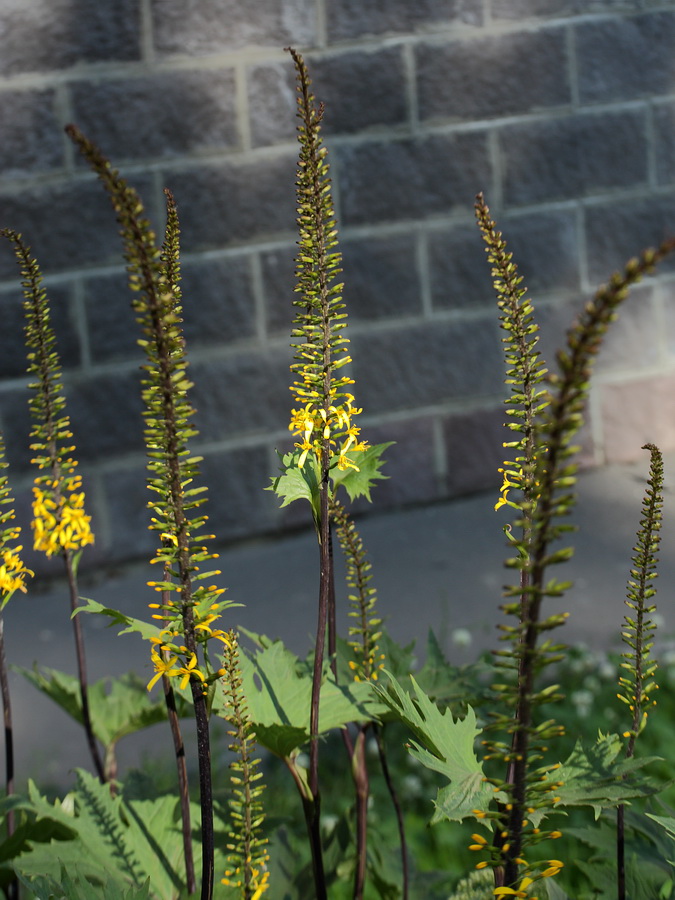 Image of Ligularia przewalskii specimen.