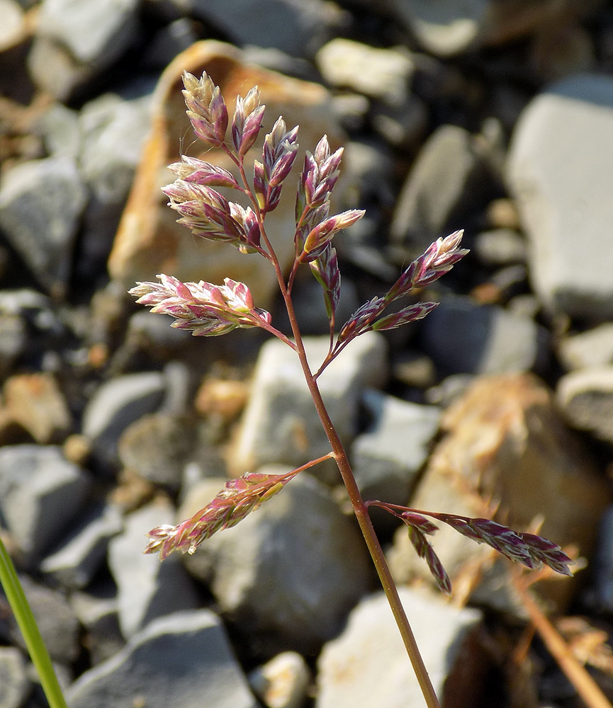 Image of Poa annua specimen.