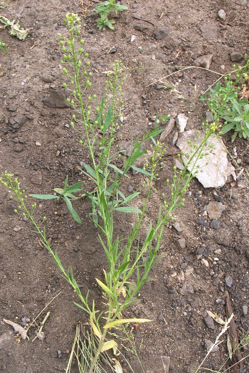 Image of Camelina microcarpa specimen.