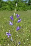 Campanula lambertiana. Верхушка соцветия. Дагестан, Табасаранский р-н, 4 км к северо-востоку от с. Дарваг, поляна в дубовом лесу. 3 июня 2019 г.