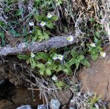 Pinguicula crystallina