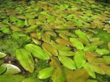 Potamogeton natans