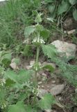 Marrubium catariifolium