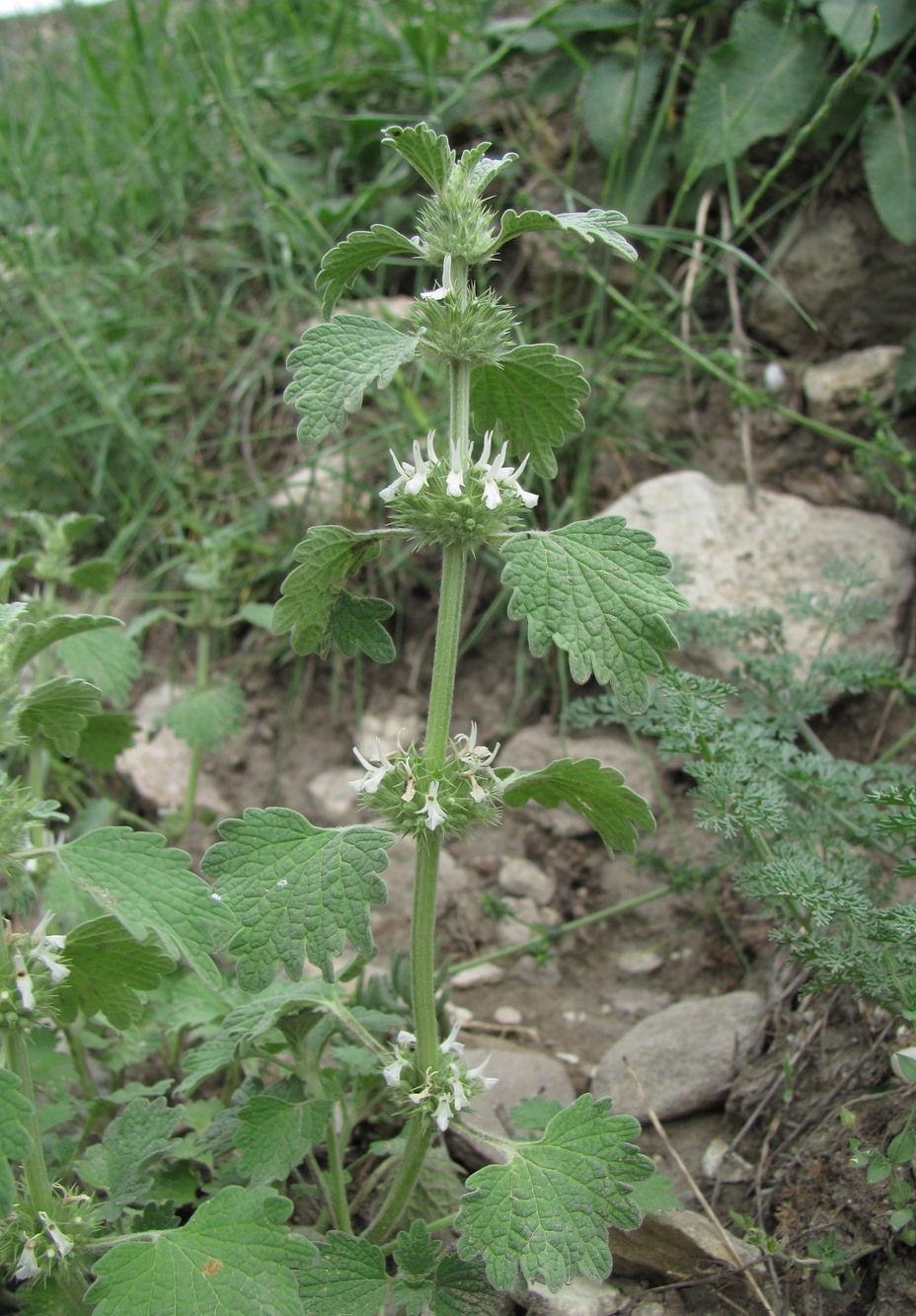 Image of Marrubium catariifolium specimen.