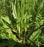 Crepis praemorsa