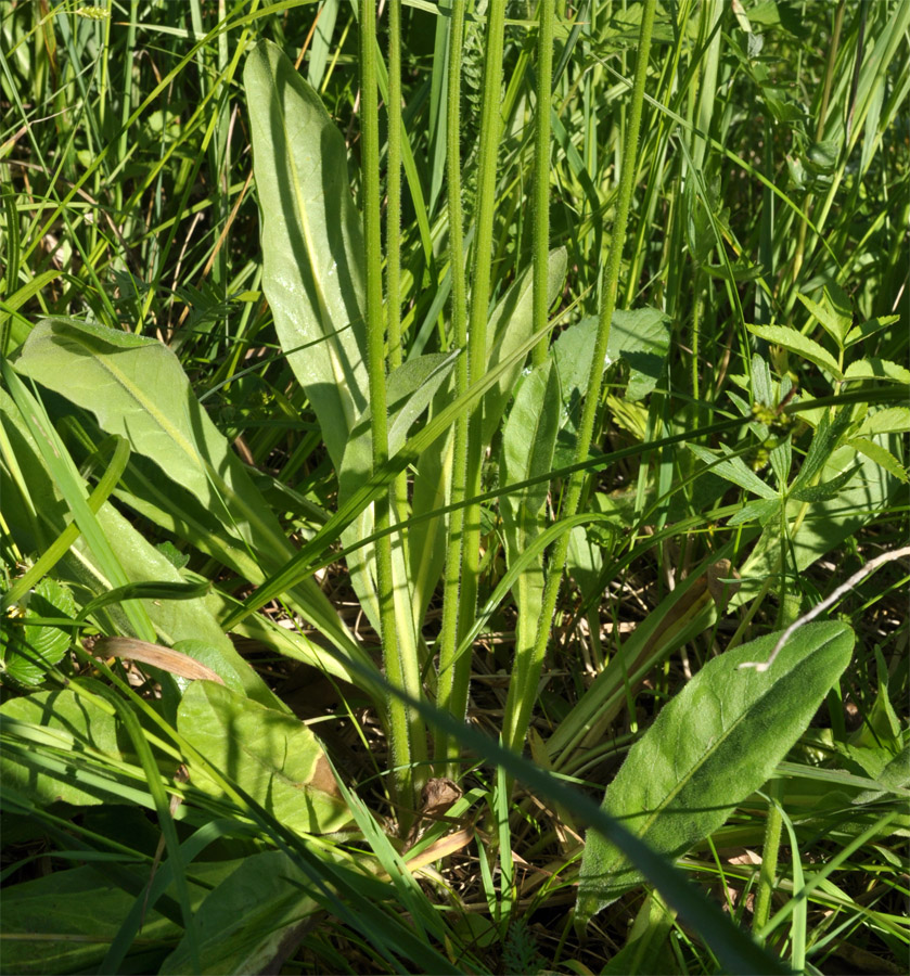 Изображение особи Crepis praemorsa.