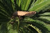 Cycas revoluta