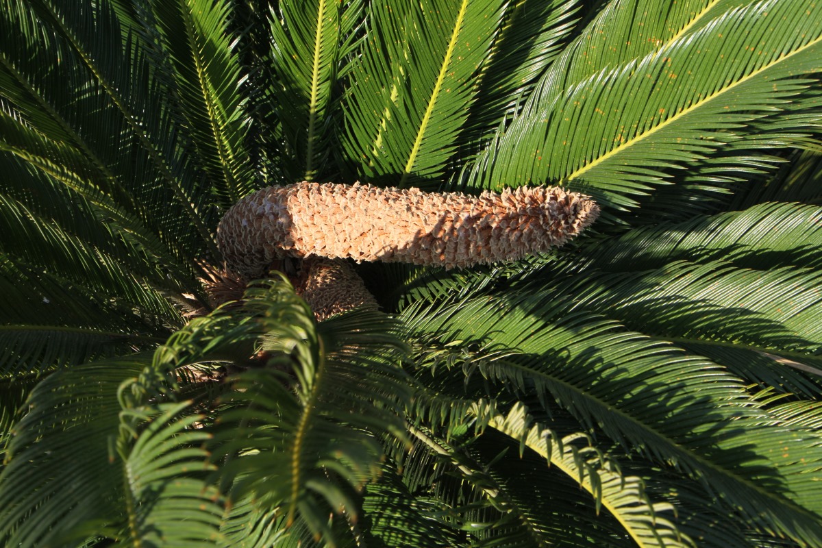 Image of Cycas revoluta specimen.