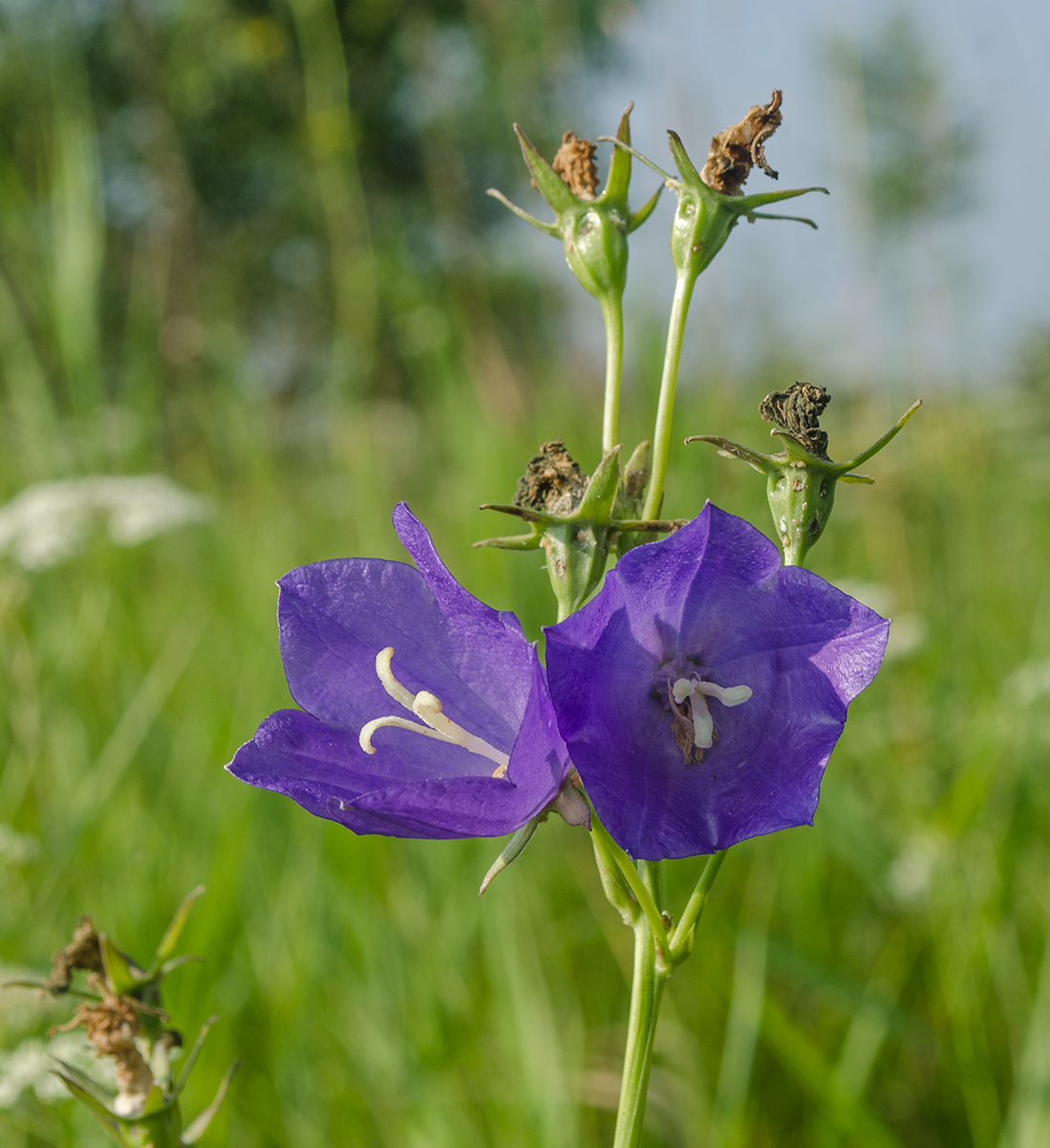 Image of Campanula persicifolia specimen.