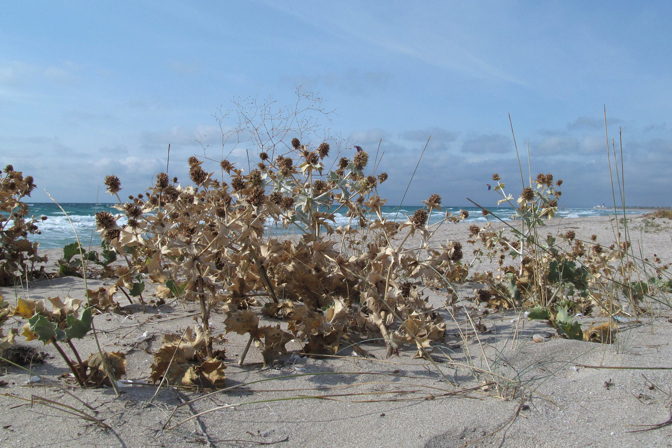 Image of Eryngium maritimum specimen.