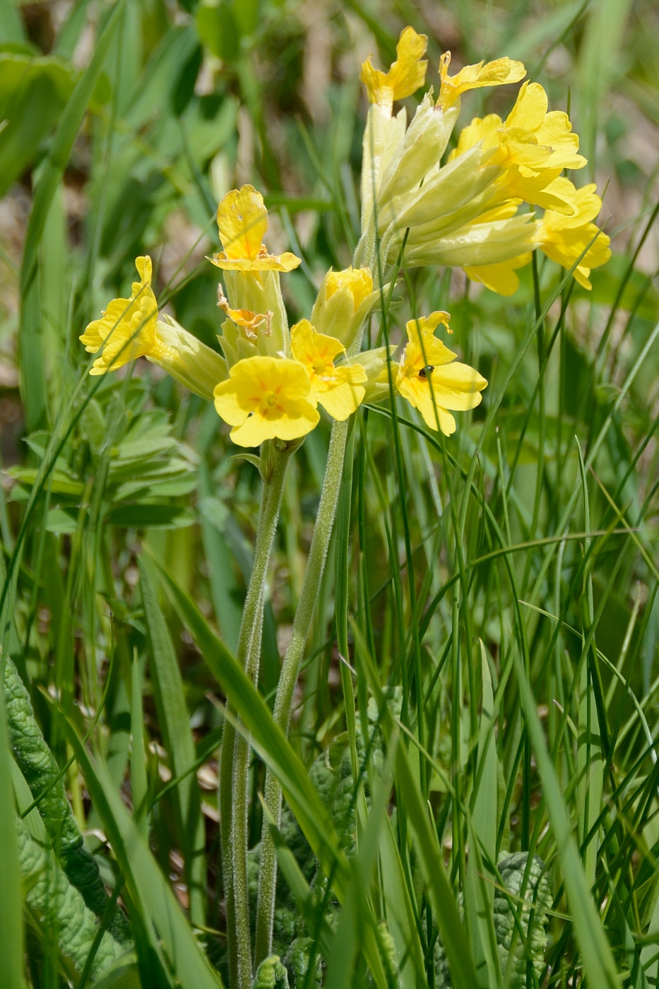 Image of Primula macrocalyx specimen.