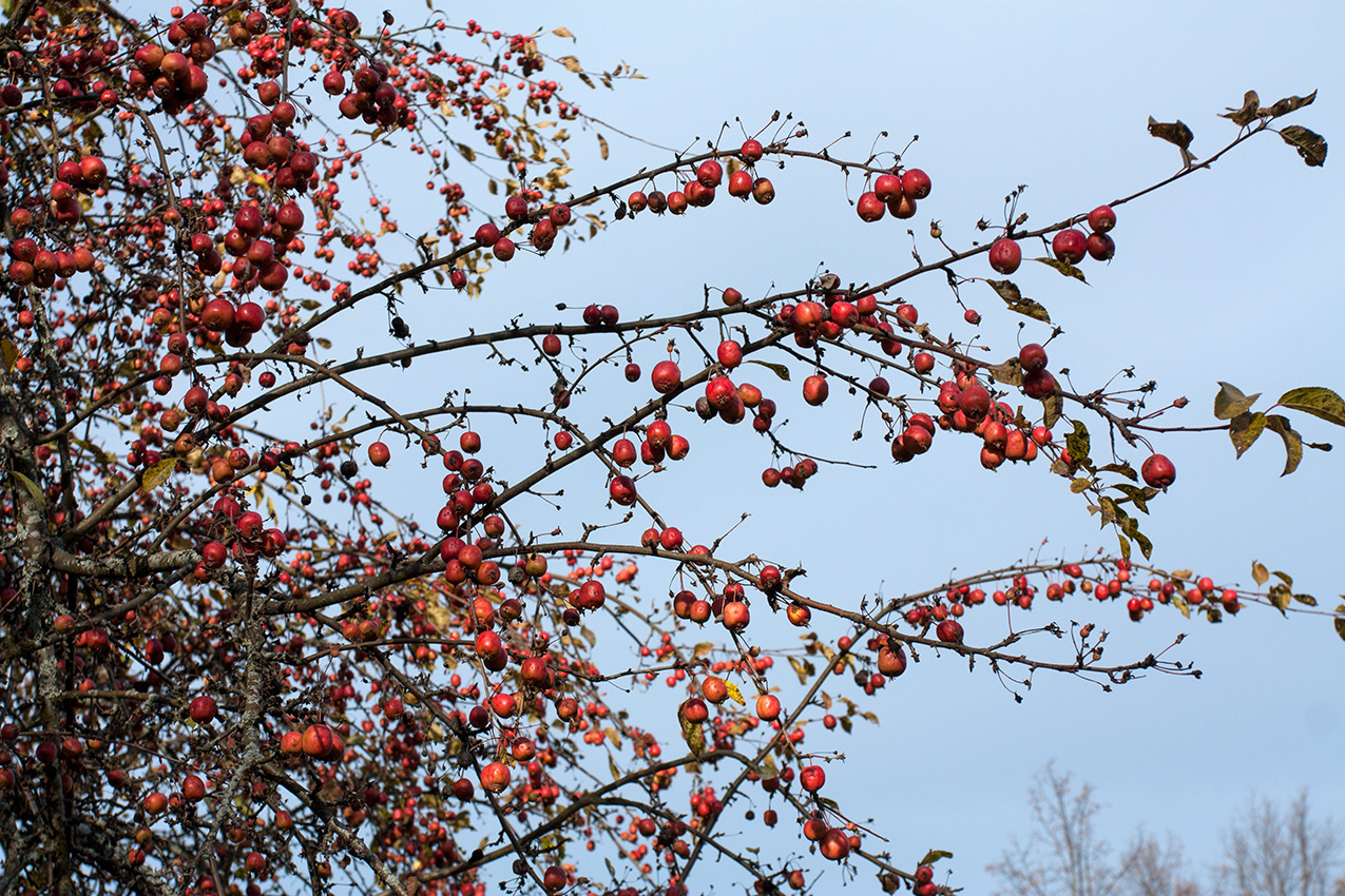 Изображение особи Malus prunifolia.