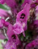 Betonica officinalis