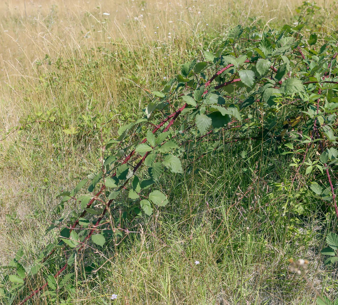 Изображение особи род Rubus.