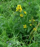 Lysimachia vulgaris