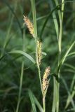 Carex atherodes. Часть побега с соплодиями. Архангельская обл., Вельский р-н, окр. пос. Усть-Шоноша, болотистый лес. 25 июля 2010 г.