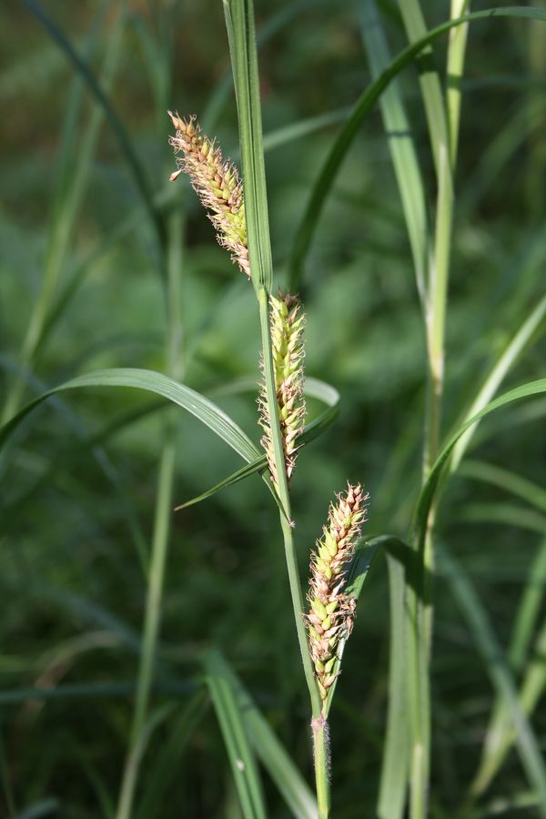 Image of Carex atherodes specimen.