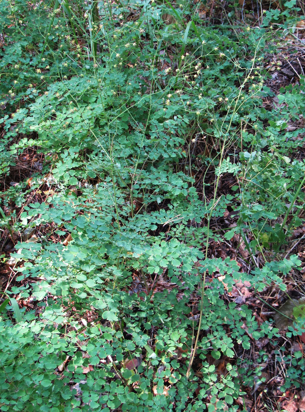 Image of Thalictrum foetidum specimen.