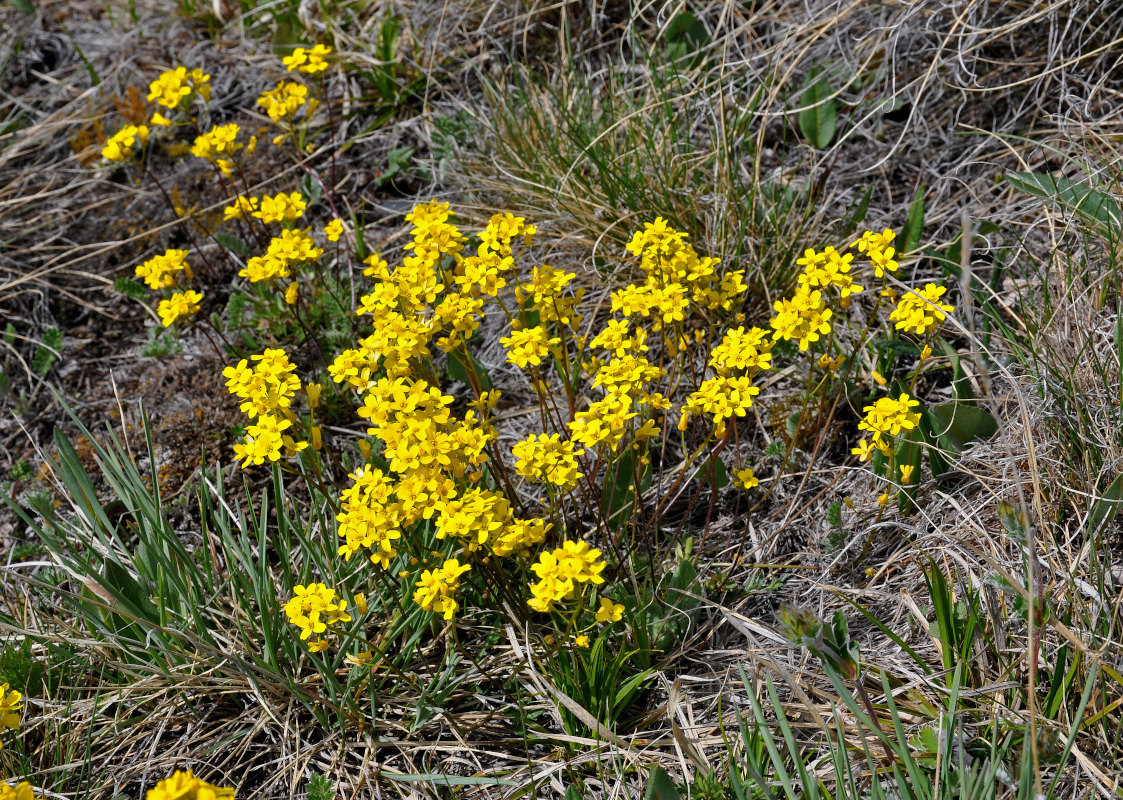 Image of Draba sibirica specimen.