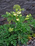 Archangelica decurrens