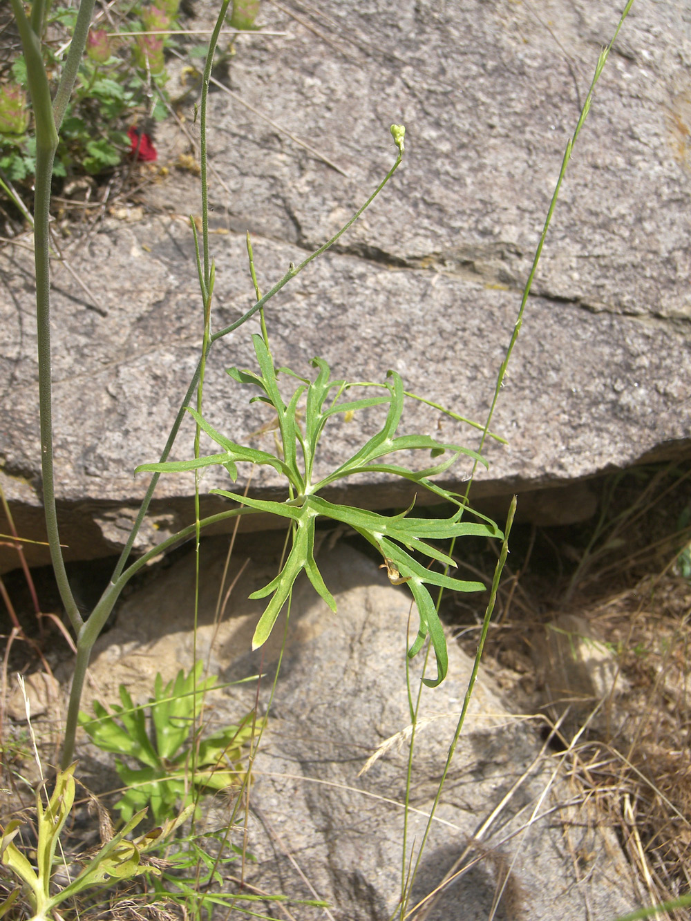 Image of Delphinium nachiczevanicum specimen.