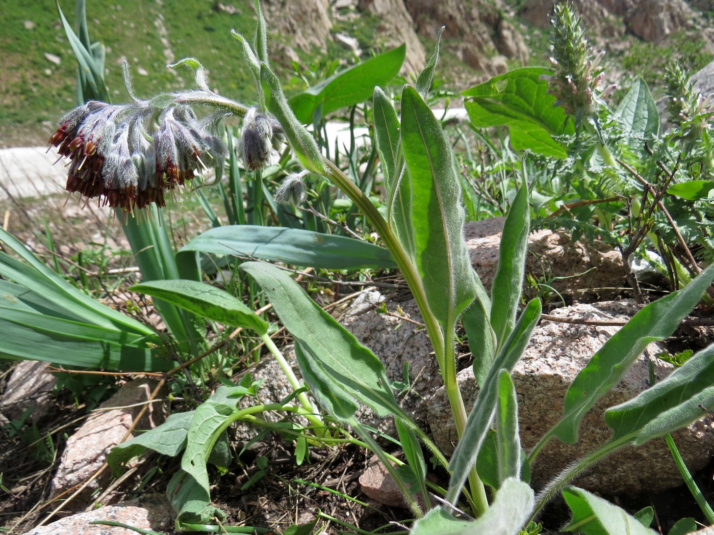 Image of Rindera oblongifolia specimen.