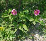 Paeonia caucasica