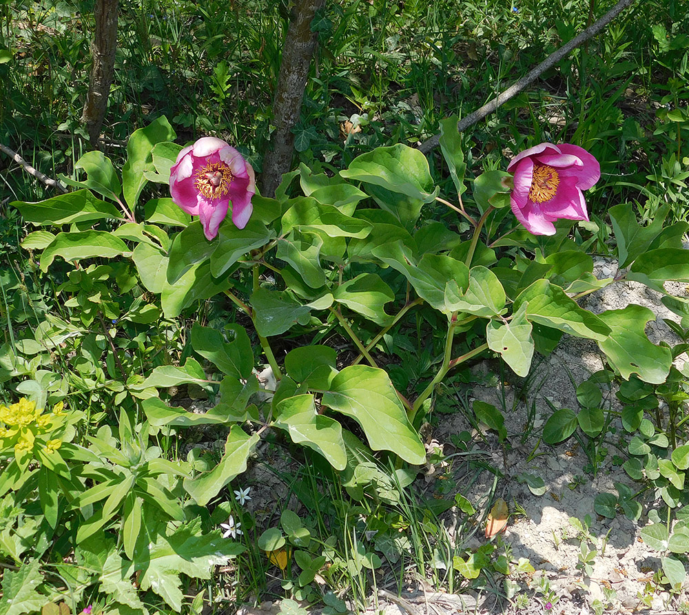 Изображение особи Paeonia caucasica.